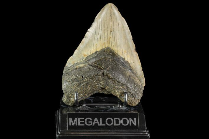 Fossil Megalodon Tooth - North Carolina #109726